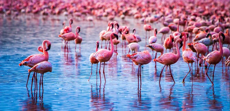 Lake Nakuru