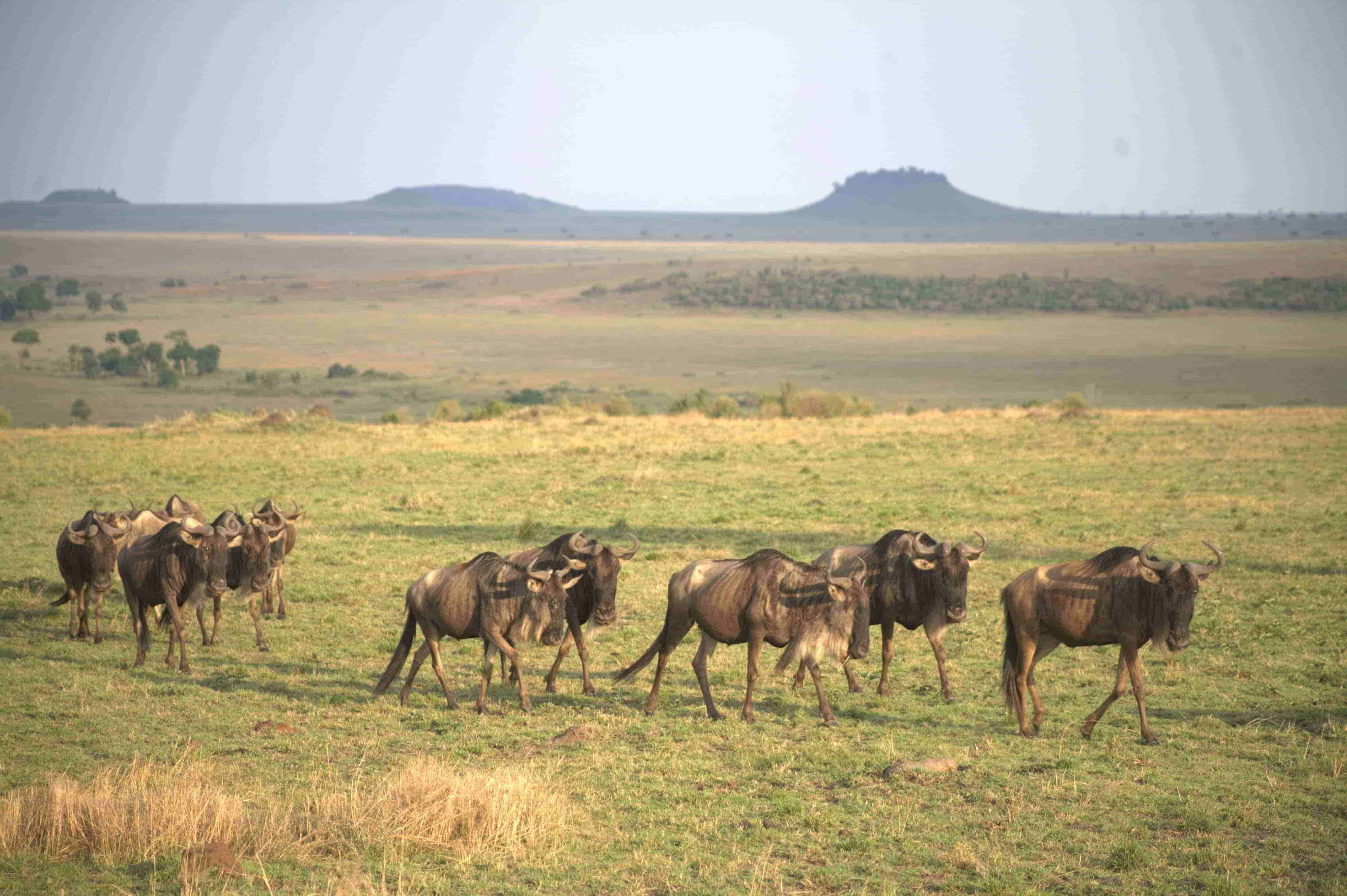 Masai Mara