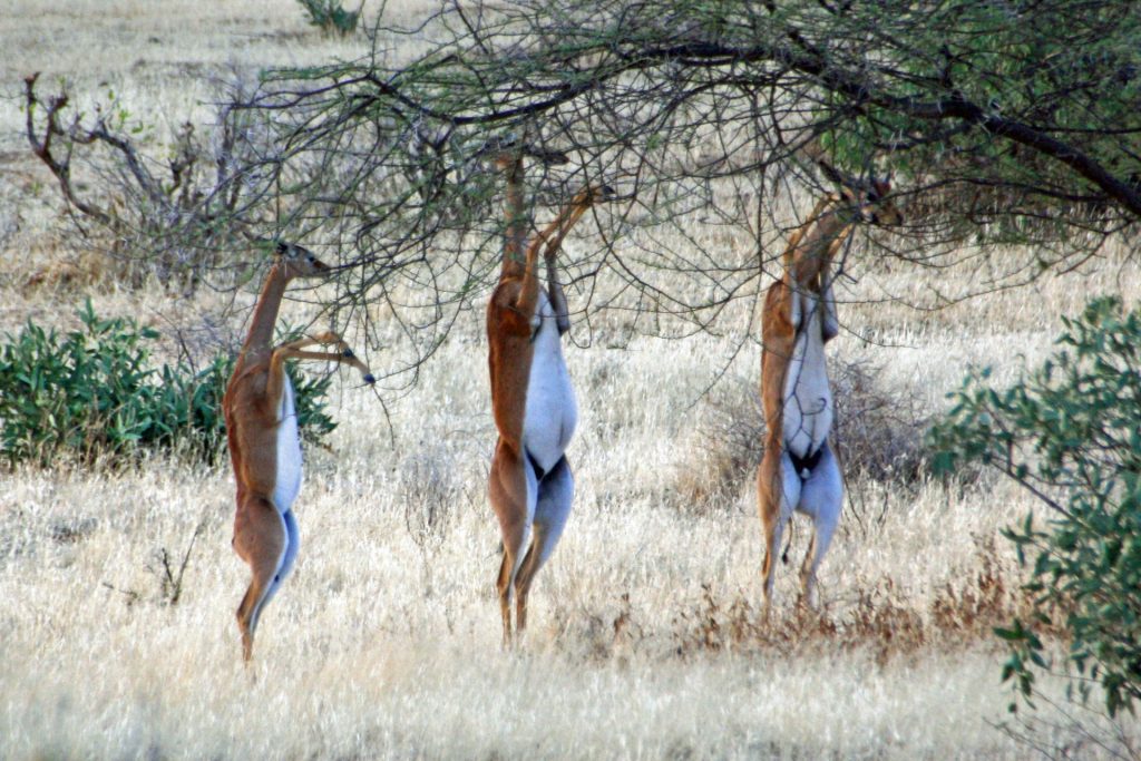 Samburu
