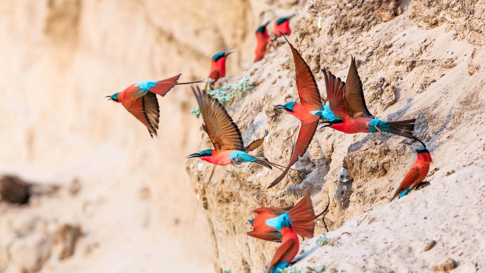 Birding safaris