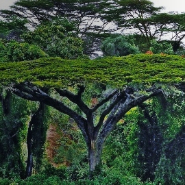 Bush safaris