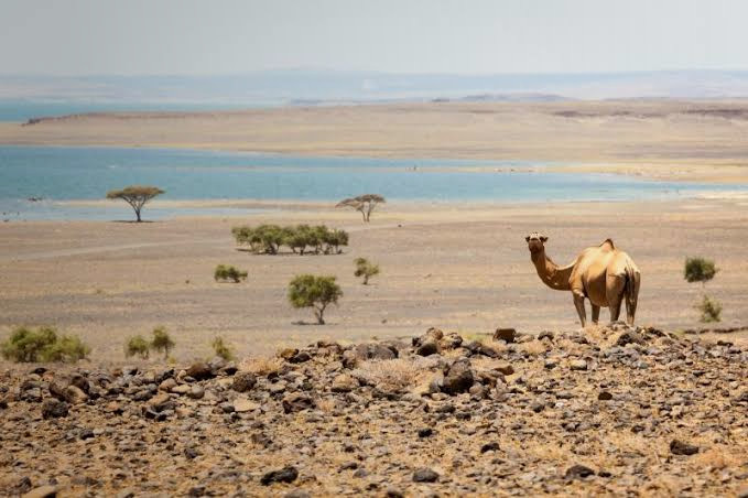 Desert safaris