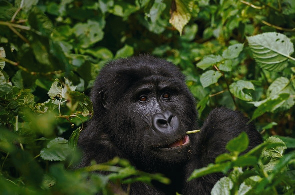 Gorilla trekking