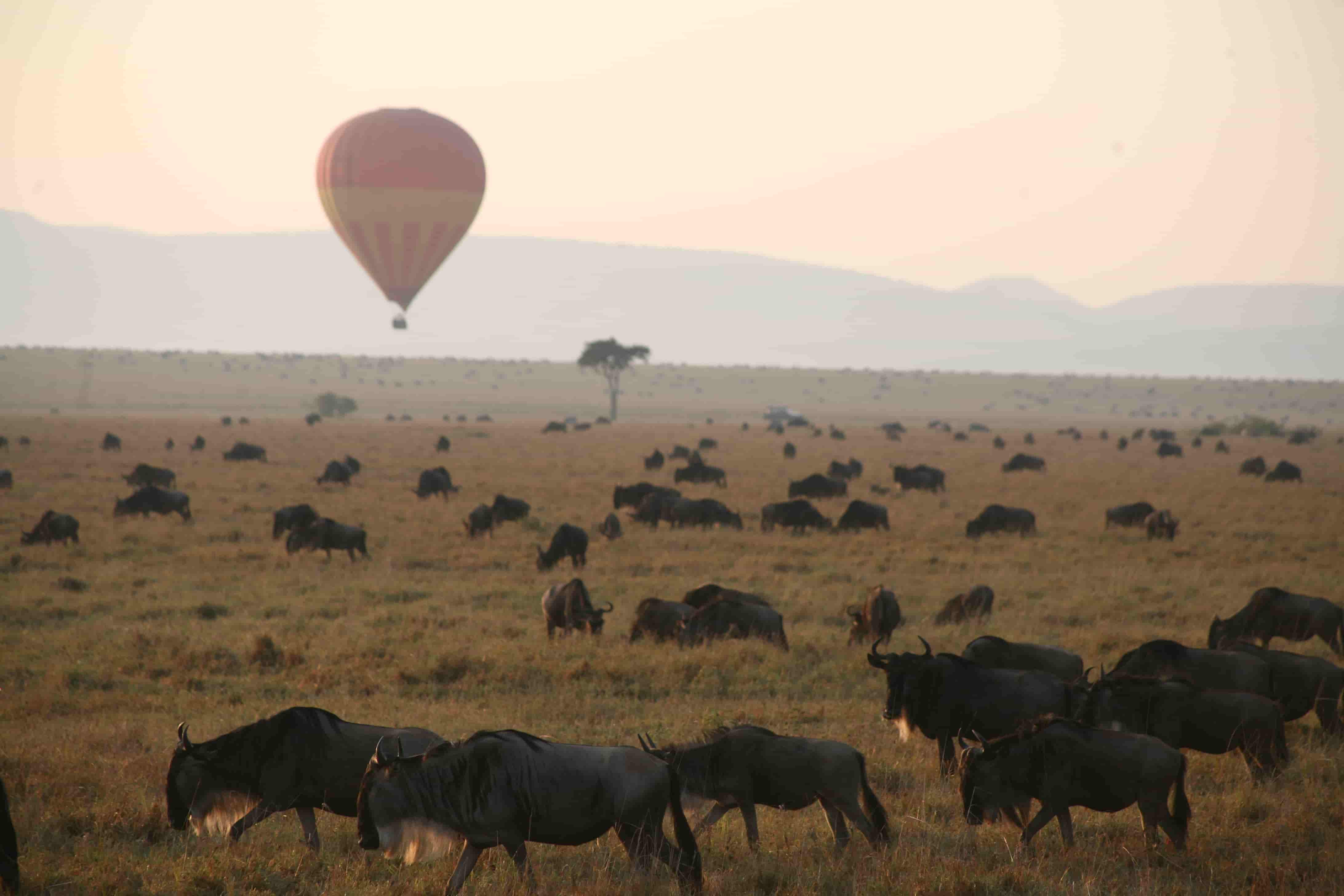 Aberdares & Maasai Mara: Cormorant Tours and Travel Safaris