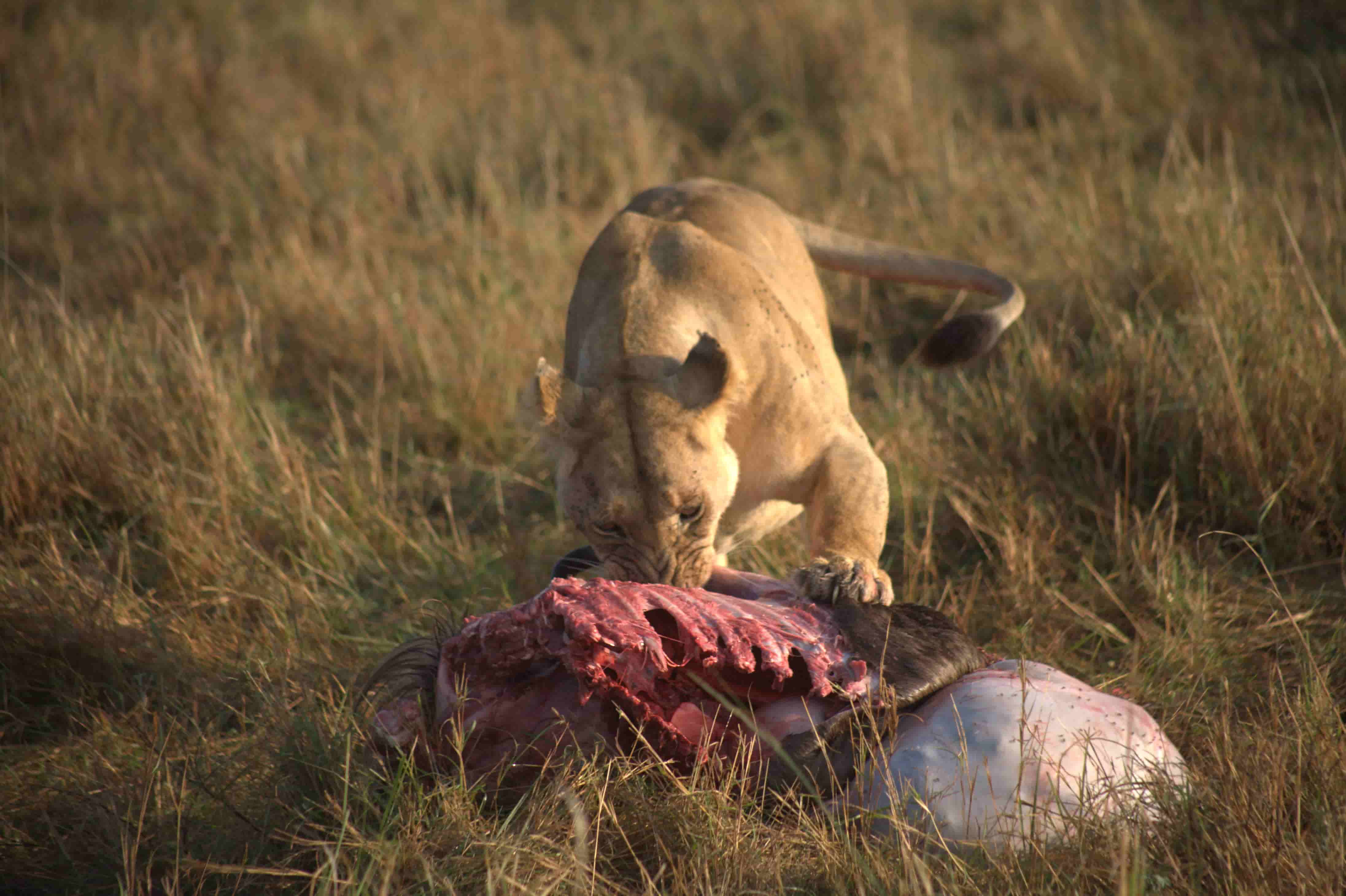 Aberdares & Maasai Mara: Cormorant Tours and Travel Safaris
