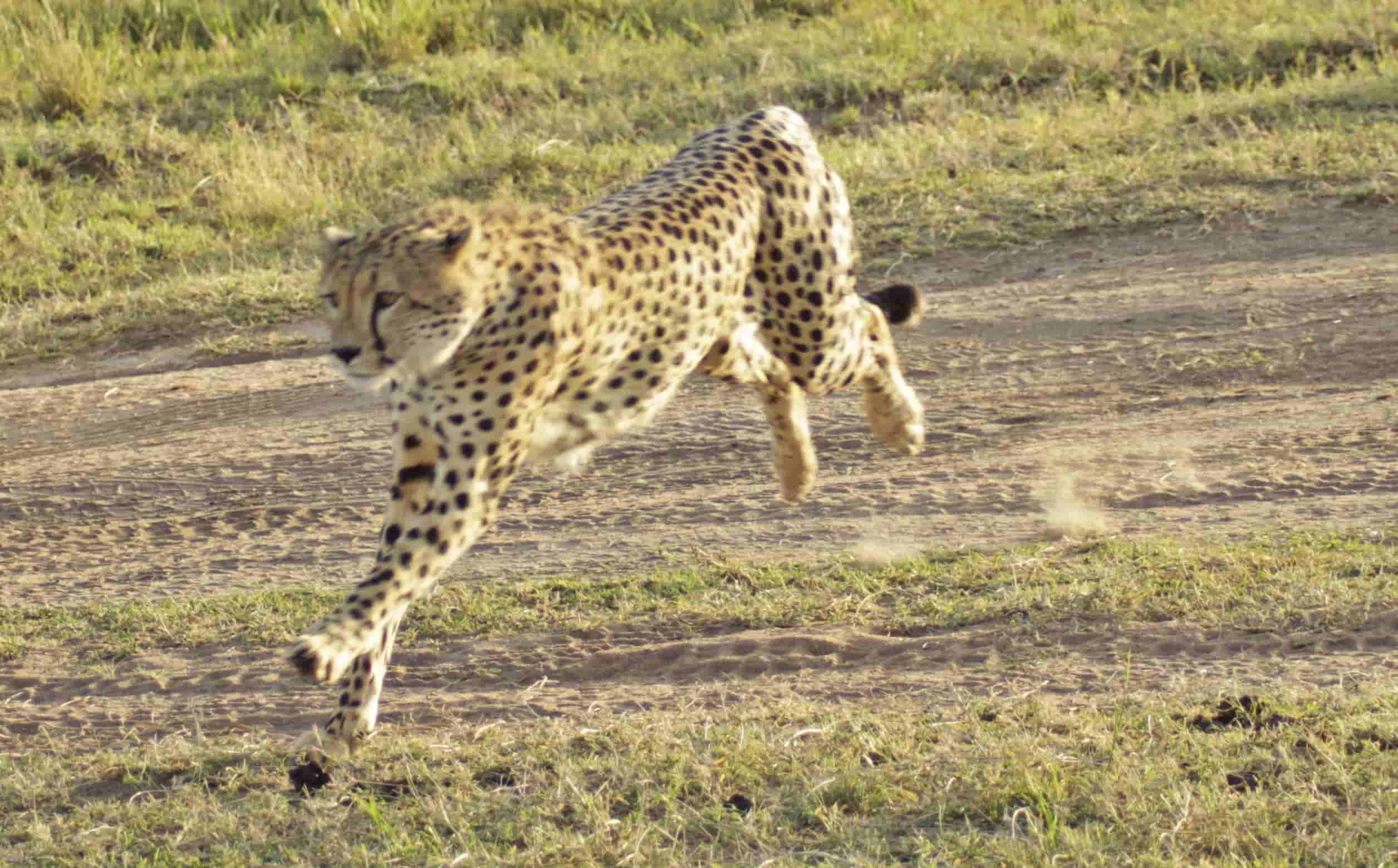 Aberdares & Maasai Mara: Cormorant Tours and Travel Safaris