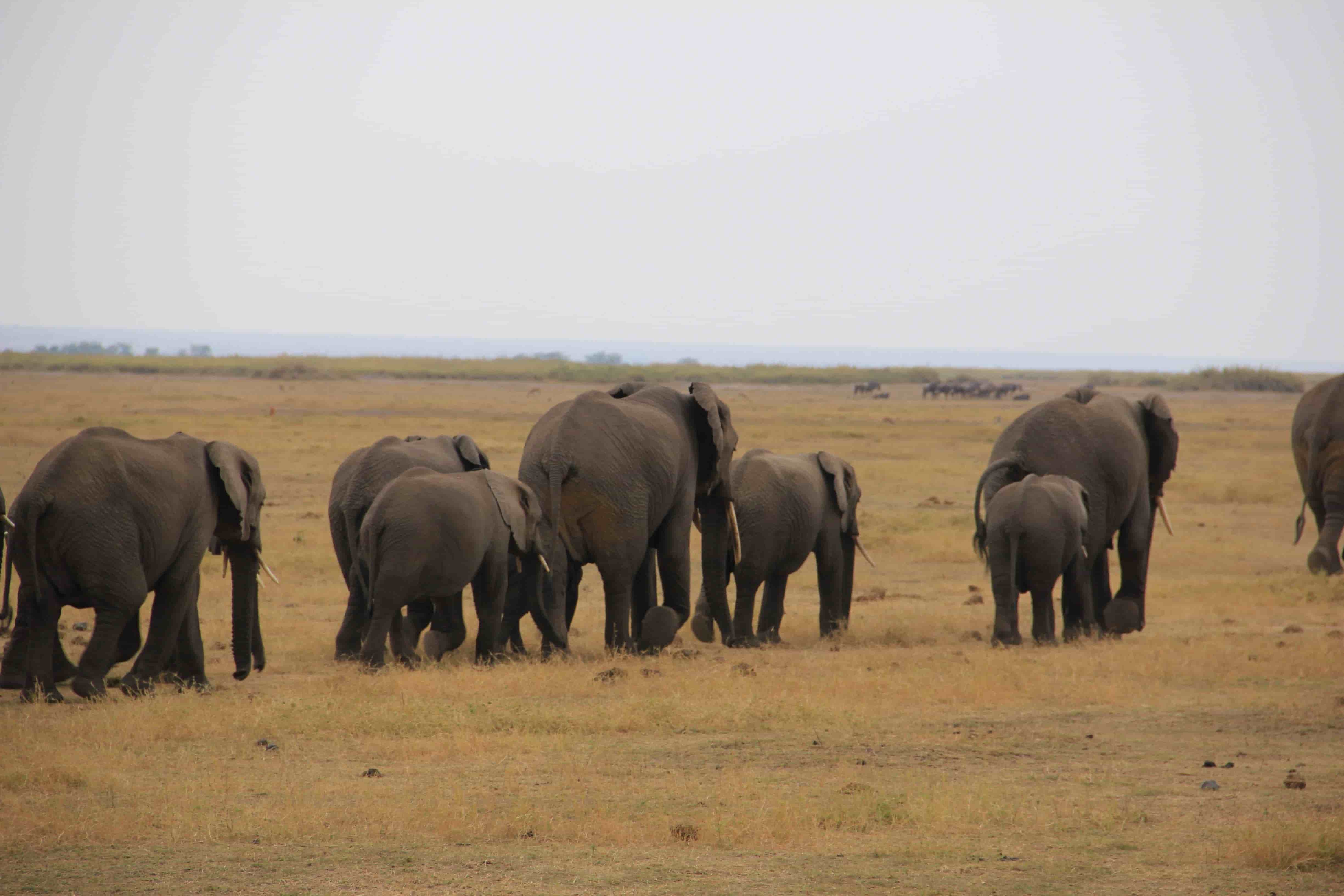 Amboseli Safari: Cormorant Tours and Travel Safaris