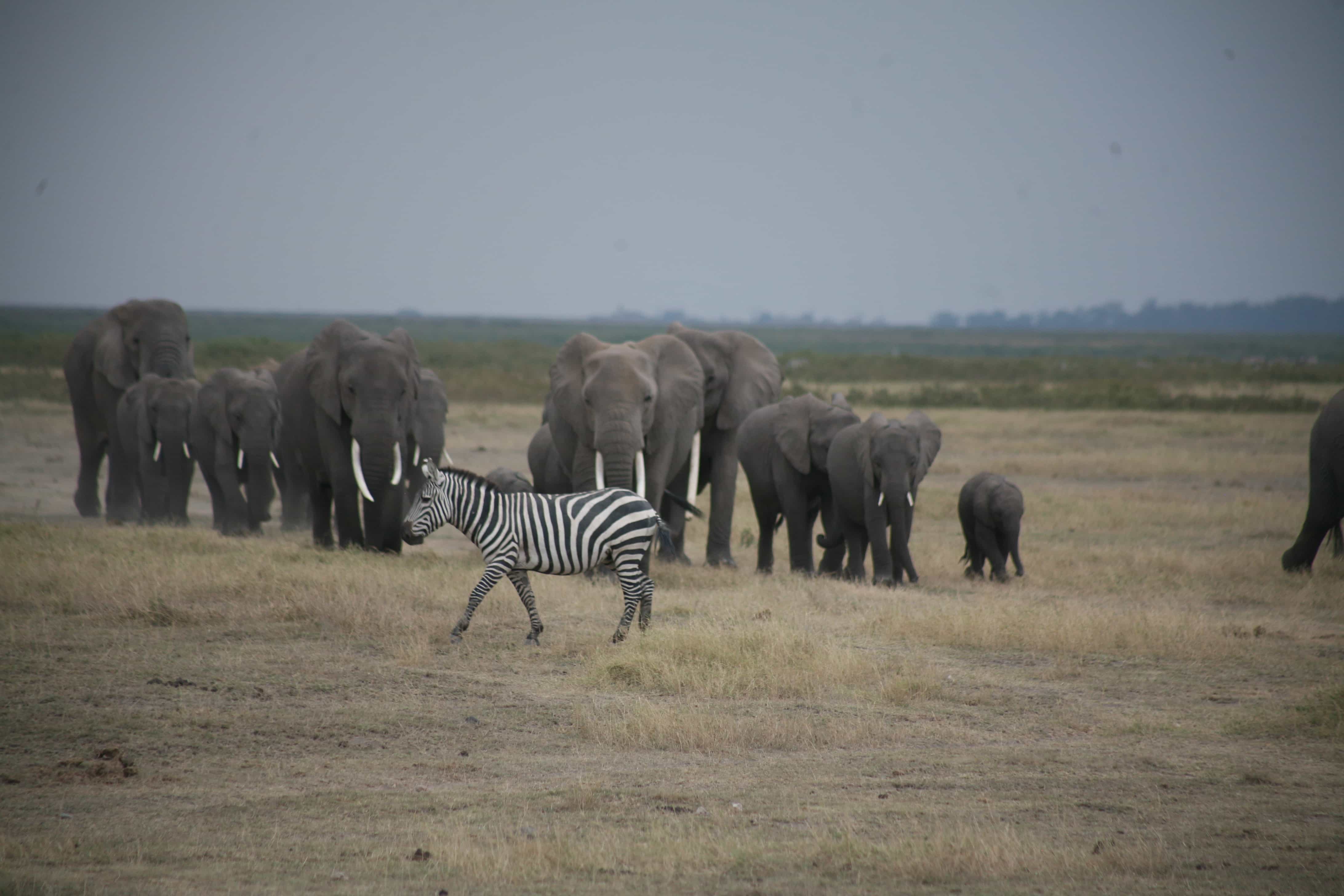 Amboseli Tsavo & Diani: Cormorant Tours and Travel Safaris
