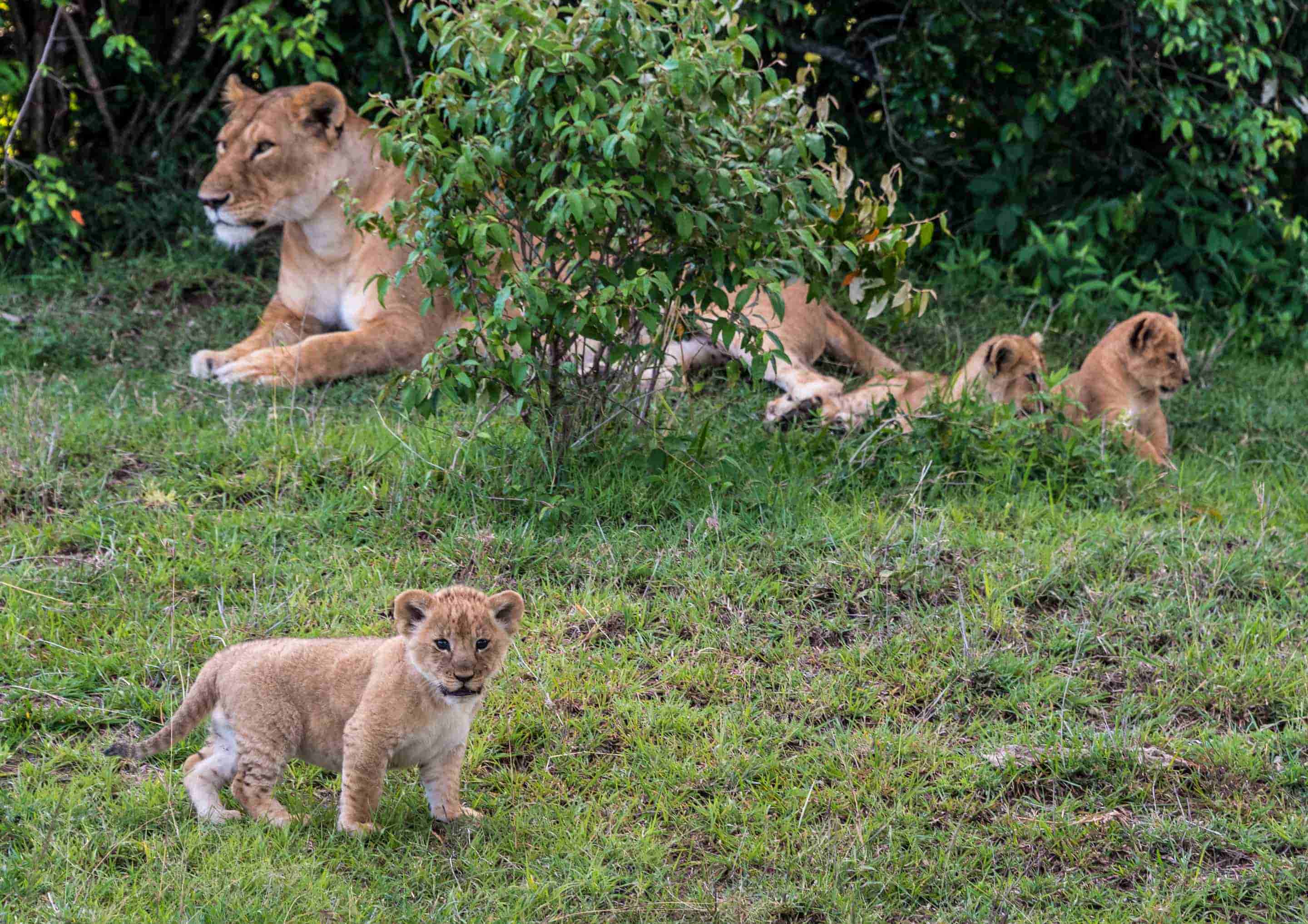 Kenya Safari: Cormorant Tours and Travel Safaris