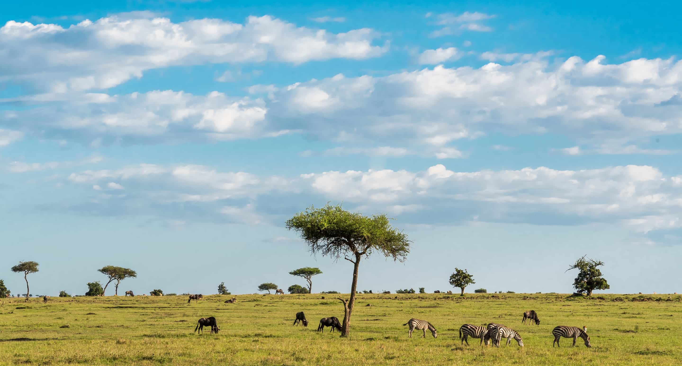 Kenya Safari: Cormorant Tours and Travel Safaris