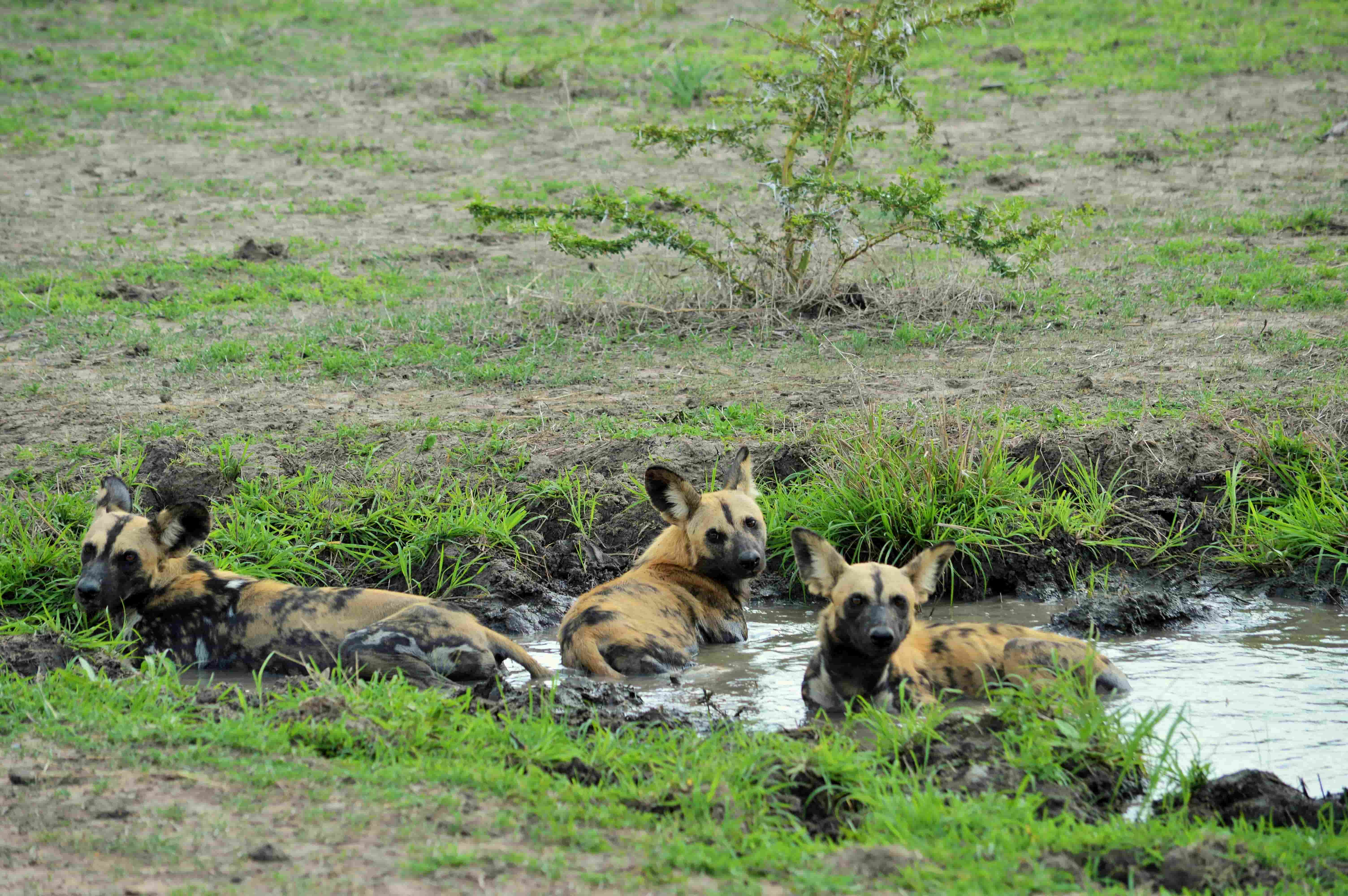 Samburu N.R & Great Rift Valley: Cormorant Tours and Travel Safaris