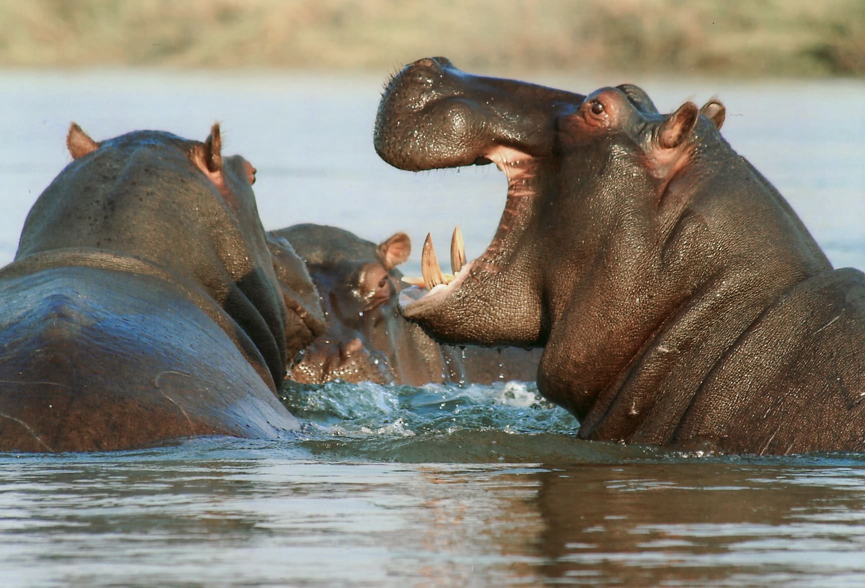 Samburu N.R & Great Rift Valley: Cormorant Tours and Travel Safaris
