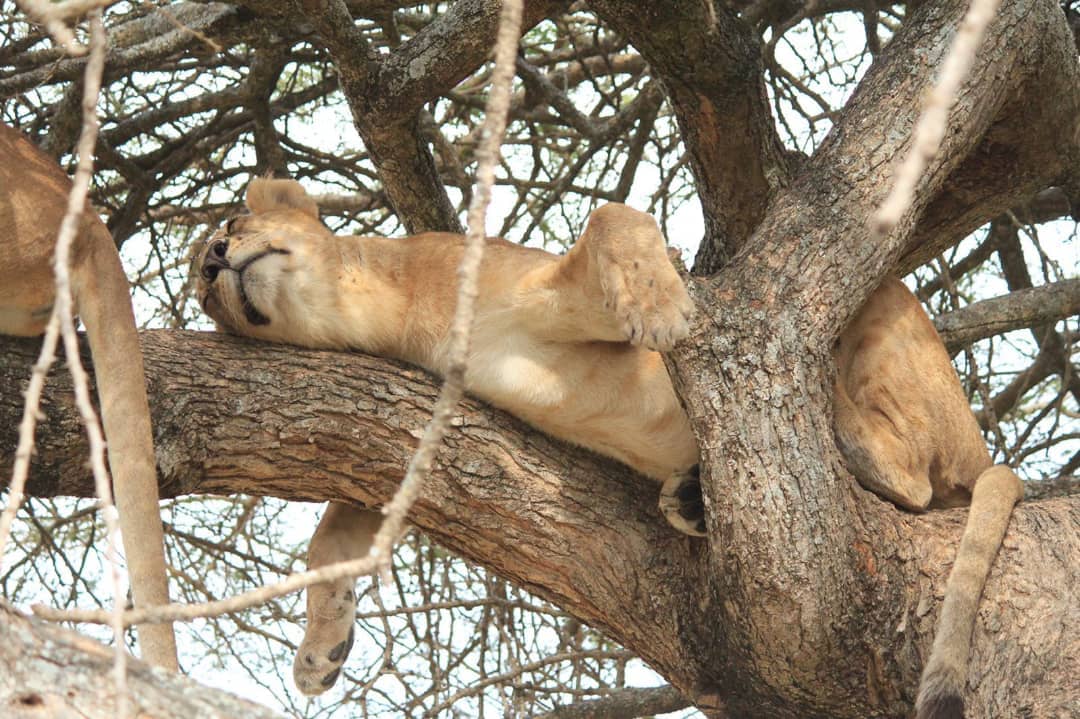 Samburu N.R & Great Rift Valley: Cormorant Tours and Travel Safaris