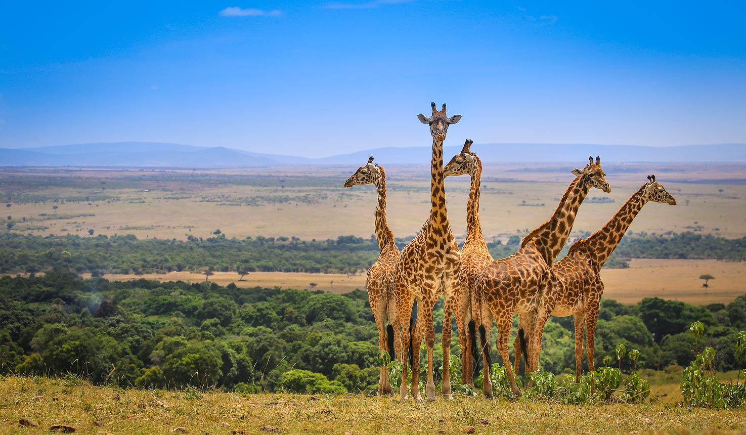 Maasai Mara, Diani
