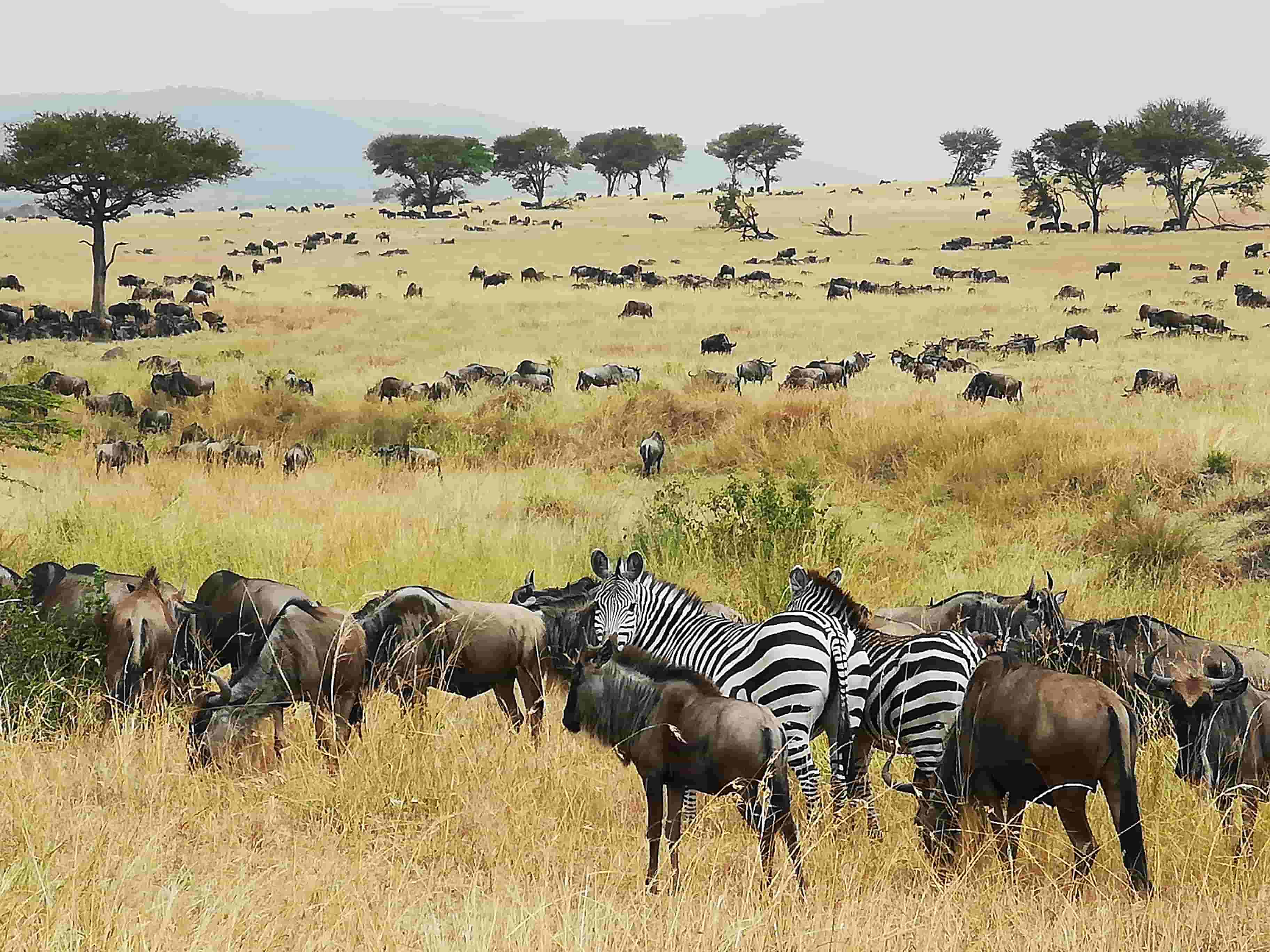 Maasai Mara & Serengeti Safari: Cormorant Tours and Travel Safaris