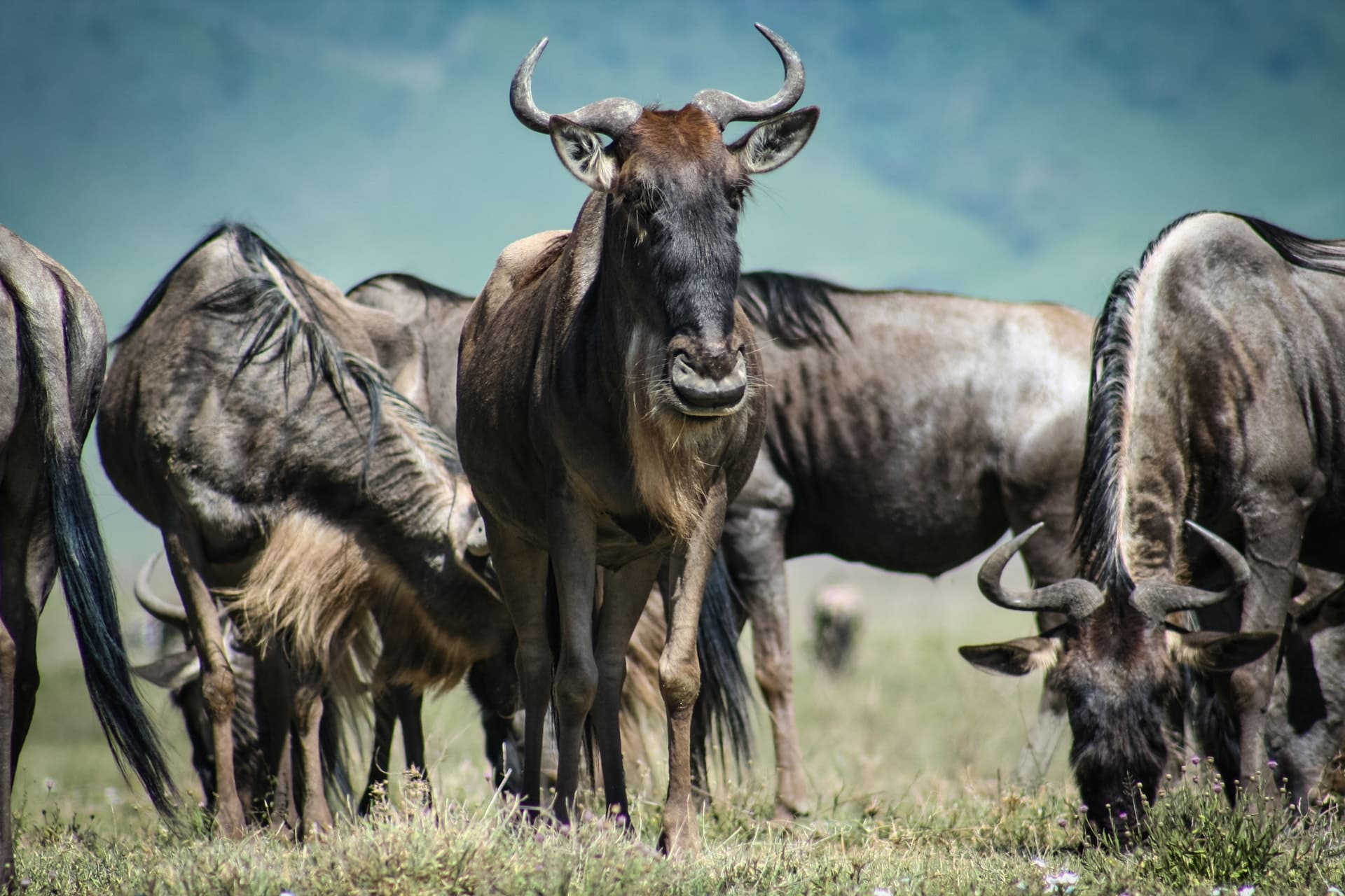 Tanzania Safari: Cormorant Tours and Travel Safaris