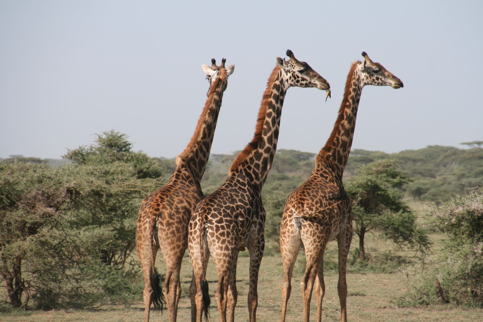 Tanzania Safari: Cormorant Tours and Travel Safaris
