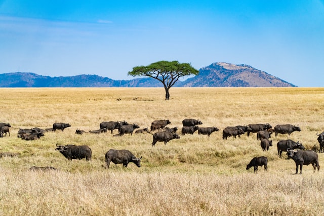 Tanzania Safari